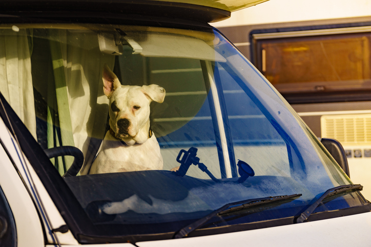 Dog travling in an RV